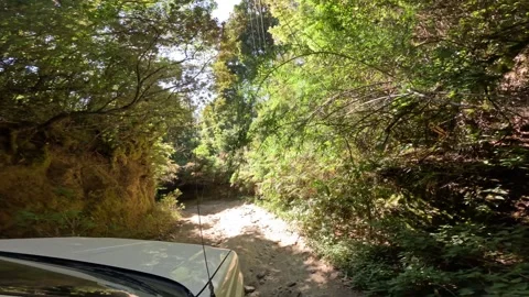 Off-road vehicle driving through lush green forest trail Stock Footage 345015169