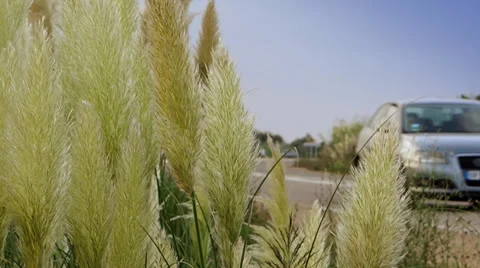 A road in the vicinity of a swamp Stock Footage 34350862