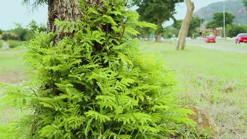 Road view 動画素材 196207499