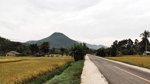 Road with a view of rice fields Фото