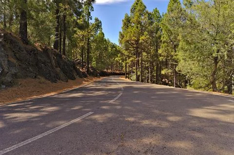Road view through the pine forest in the Teide national parc Stock Photos
