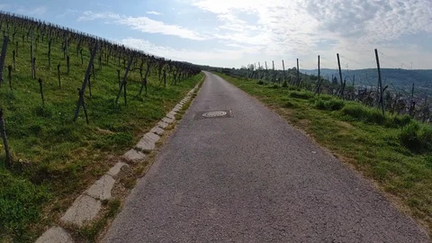 Road in a vineyard with green meadow Stock Footage 129512776