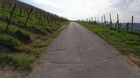 Road in vineyard landscape Stock Footage 129512790