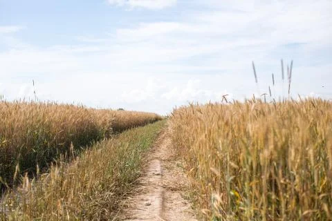 Road in the wheat field Stock Photos