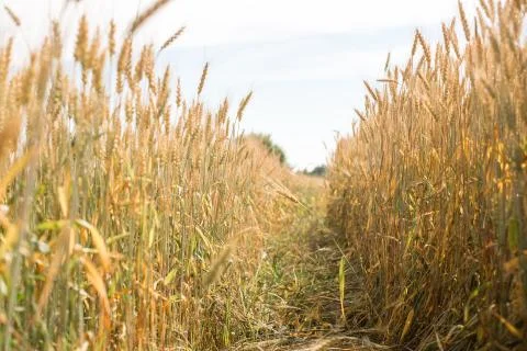 Road in the wheat field Stock Photos