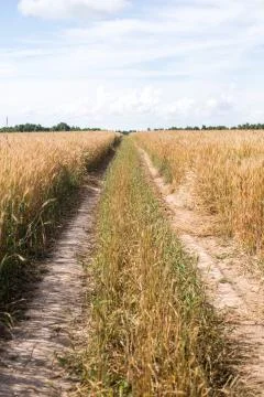 Road in the wheat field Stock Photos