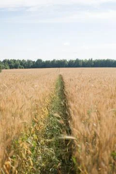 Road in the wheat field Stock Photos