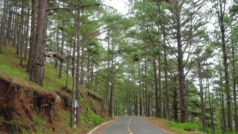 The road in the winding pine forest Stock Footage 147021792