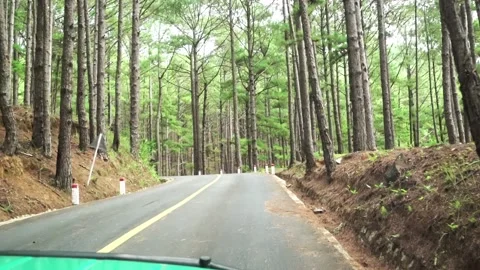 The road in the winding pine forest Stock Footage 147022162