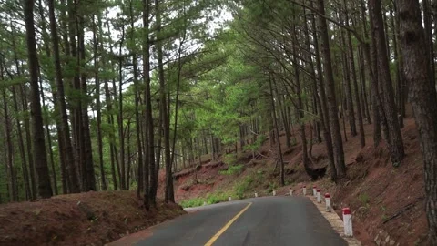 The road in the winding pine forest Stock Footage 147063624
