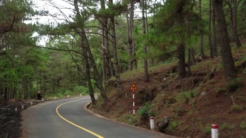 The road in the winding pine forest Stock Footage 147063625