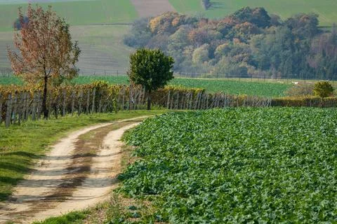 A road winding through fields and vines Stock Photos