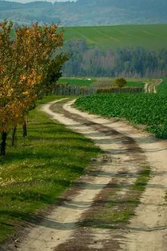 A road winding through fields and vines Foto stock