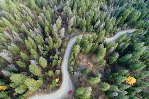 A road winds through a forest with trees that are dying Stock Photos