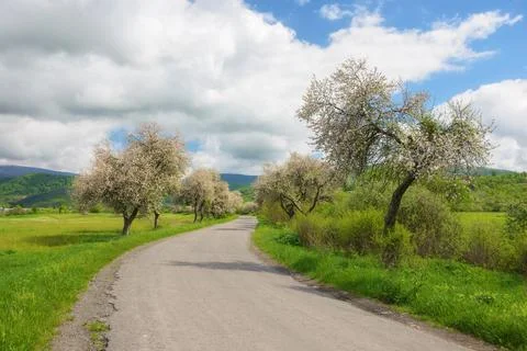 Road winds through lush fields and blooming trees Stock Photos