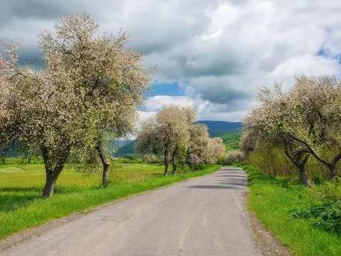 Road winds through lush fields and blooming trees Stock Photos