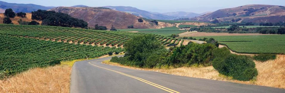 A road winds through a patchwork of vineyards in early summer in Santa Ynez Vall 스톡 사진