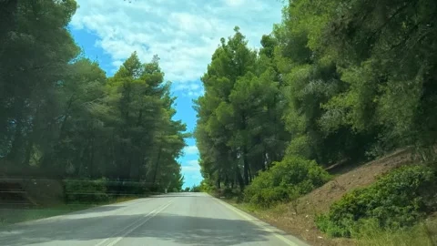 Road winds through tall green pines. Greece Stock Footage 340638247