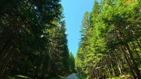 Road winds through tall green pine trees. Black Lake, Montenegro Stockbeeldmateriaal 342977511