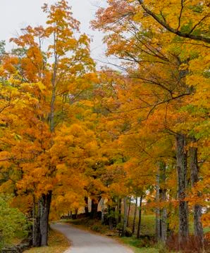Road winds through trees in full Fall color Stock Photos
