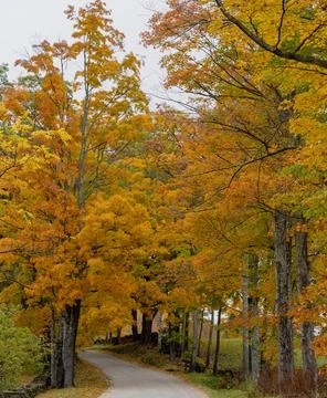 Road winds through trees in full Fall color Foto stock