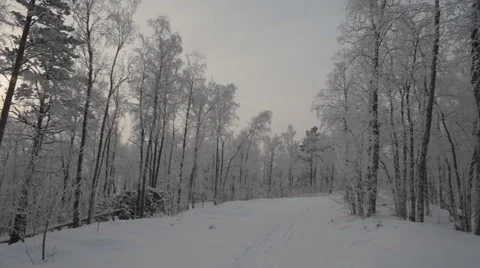 Road in the Winter Forest Stock Footage 59313287