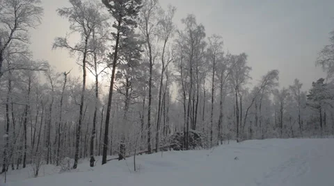Road in the Winter Forest Stock Footage