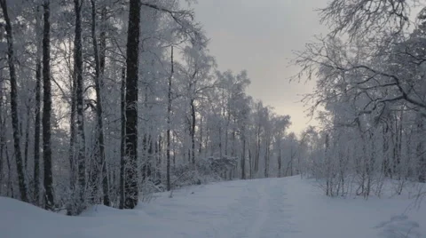 Road in the Winter Forest Stock Footage 59314181