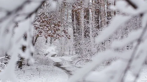 Road in the winter forest. Video stock 83457454