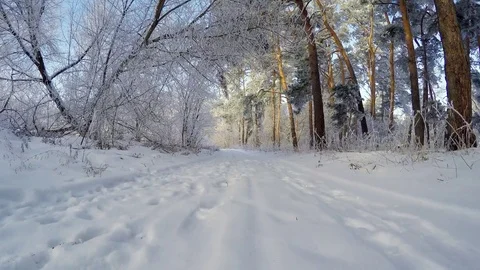 Road in the winter forest. Stock-Footage 84970573