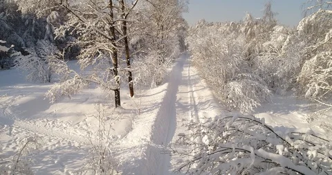 Road in winter forest Stock Footage 92092295