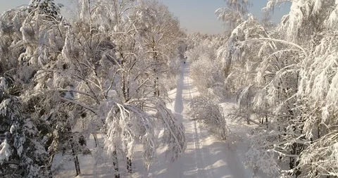 Road in winter forest Stock Footage 92092548
