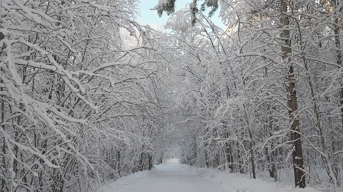 The road in the winter forest Stock-Footage 146327855