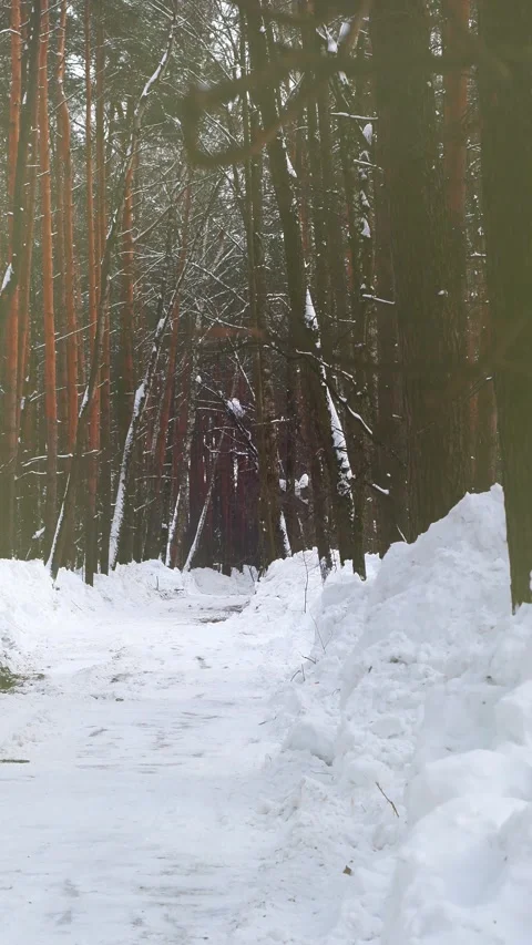 A road in a winter forest Stock Footage 340154411