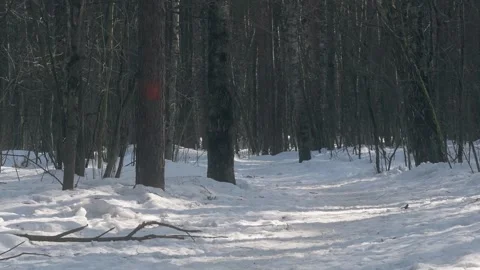A road in a winter forest Stock Footage 341316875