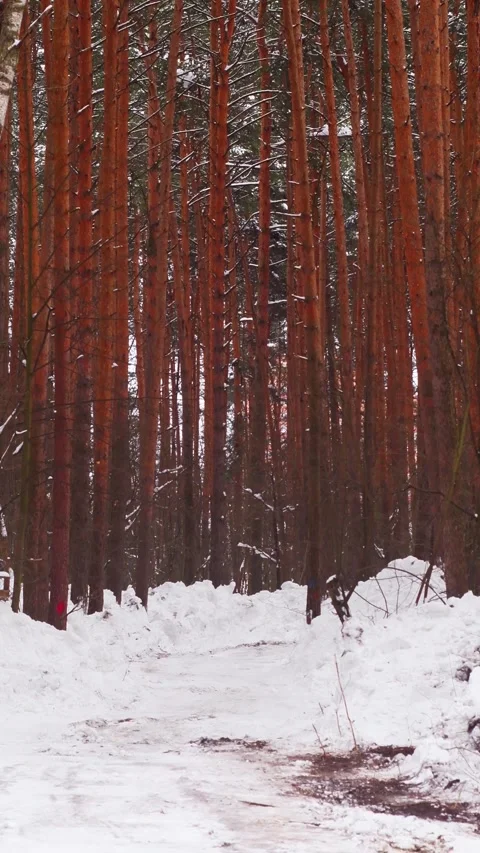 A road in a winter forest Stock Footage 341316902