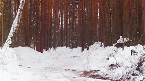 A road in a winter forest 스톡 동영상 342595669