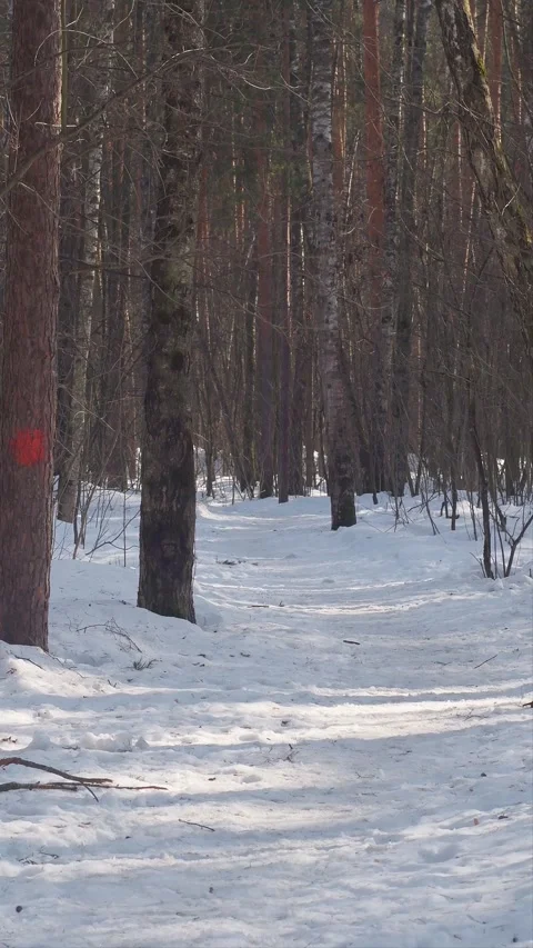 A road in a winter forest Stock Footage 346034711