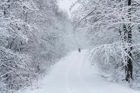 Road in winter forest. Stock Photos