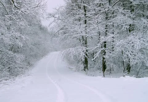Road in winter forest Stock Photos