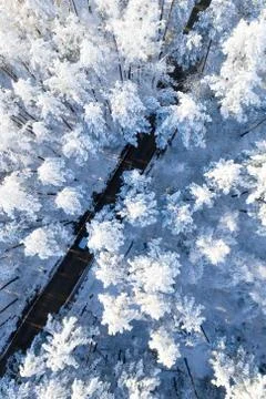 Road in winter forest Foto stock