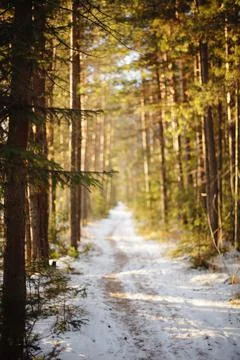Road in winter forest. Stock Photos