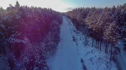 Road in the winter forest Stock Photos