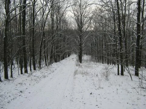 Road in the winter forest Stock Photos