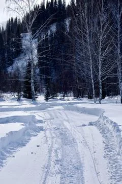 The road in the winter forest Stock Photos