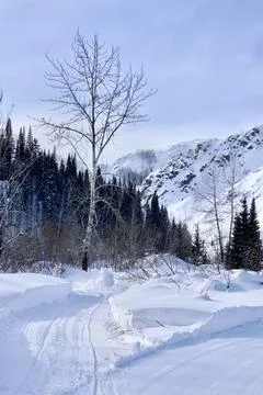 The road in the winter forest Foto stock