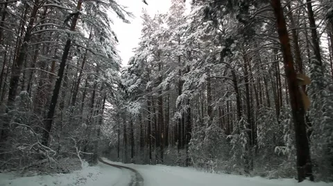 Road in the winter forest, pine-trees Video stock 46110887