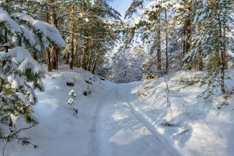Road winter forest snowfall 写真素材