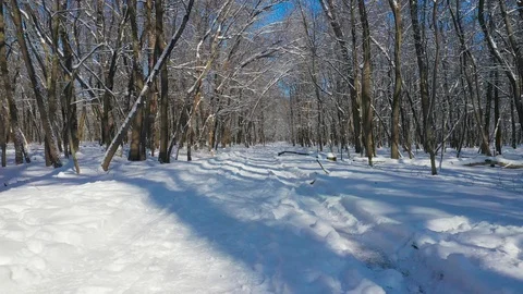 The road in a winter forest, trees in the snow, sunny day Stock Footage 124637860