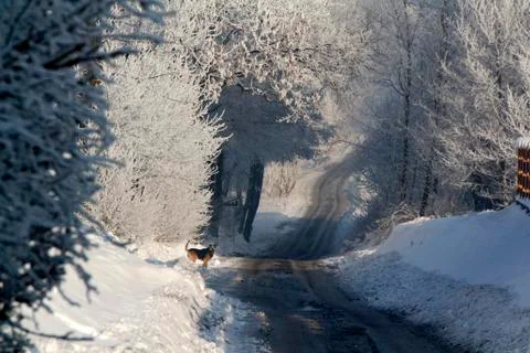 Road at winter Stock Photos